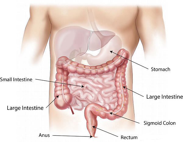 Digestion and Metabolism are Linked