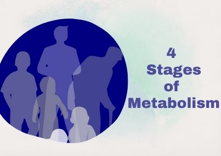 4 Stages of Metabolism